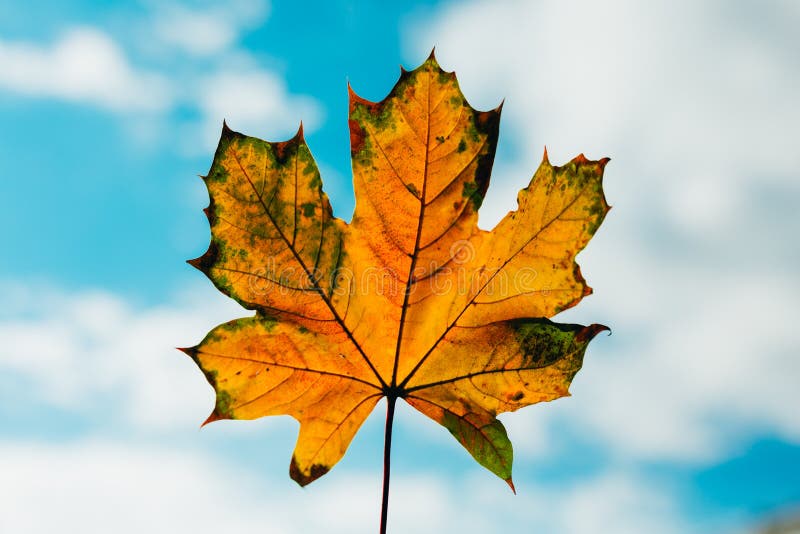 Orange autumn leaf stock image. Image of seasonal, leaf 45949997