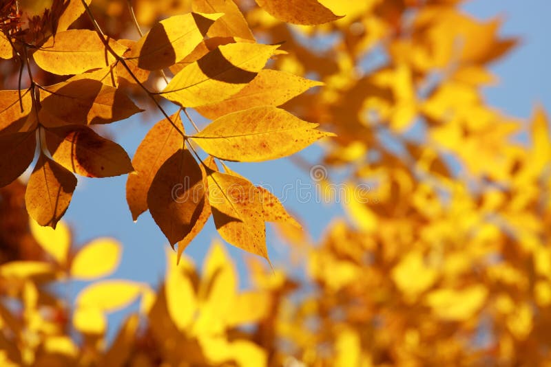 Orange autumn leaves