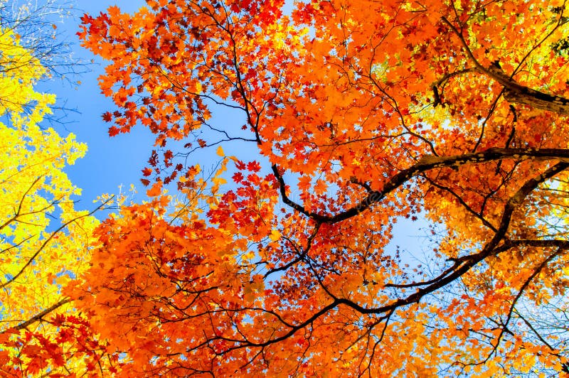 Orange autumn leaves stock image. Image of december, scenery - 98988879