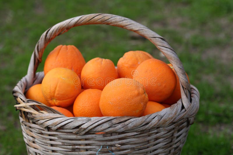 Orange basket stock photo. Image of vitamin, spain, sweet 12742292