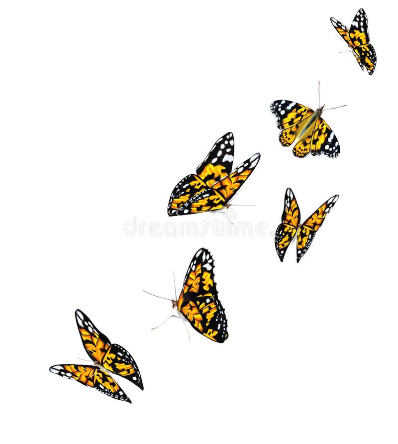 Orange Beautiful Flying Butterflies Isolated on Transparent Background.  Monarch Butterflies in  Illustration. Stock Illustration -  Illustration of light, freedom: 182593780