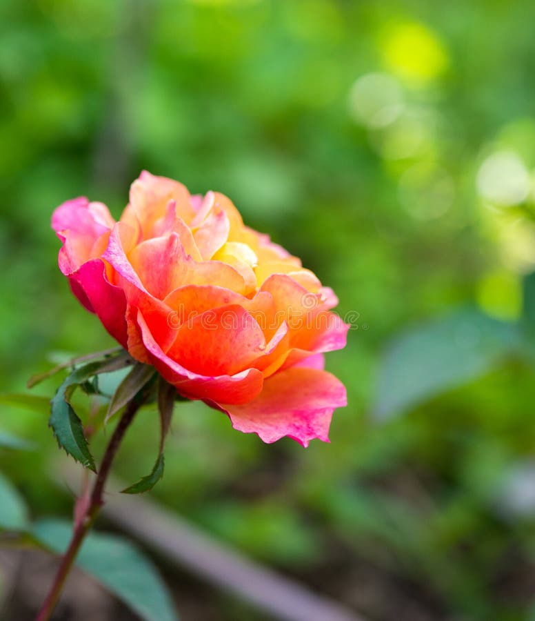 Orange Beautiful Rose Growing Stock Image Image of blossom, petal