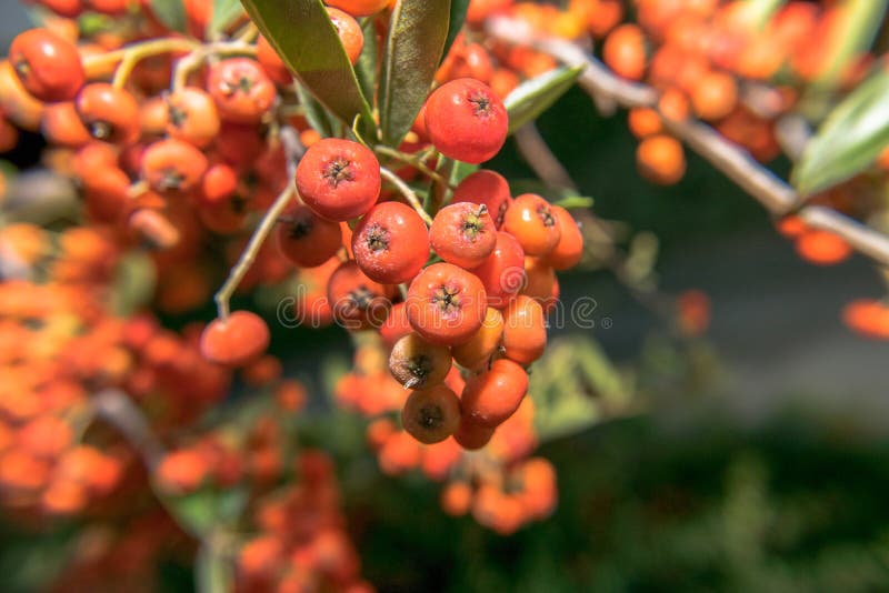 Orange Beeren stockbild. Bild von orange, betrieb, blätter 47009805