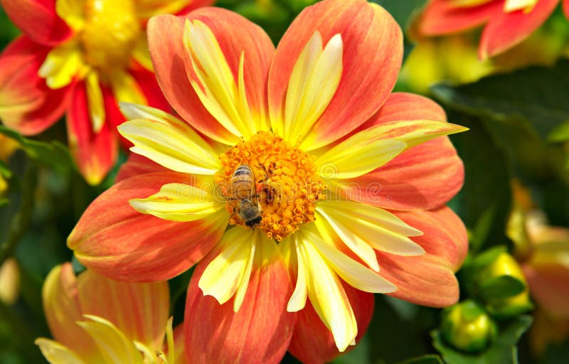 Orange Bees and flowers stock image. Image of bright, animals 3659691