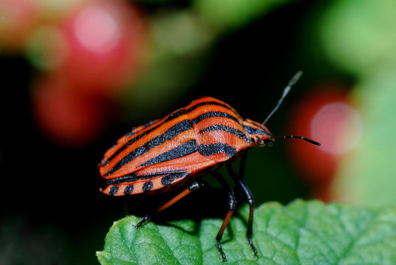 Orange Beetle Stock Photos Image 30584923