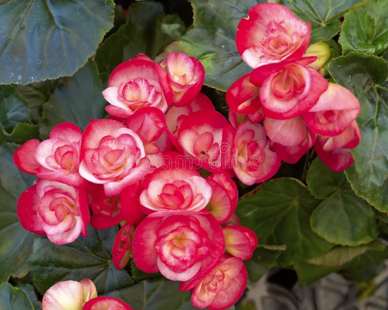 Orange begonia flowers closeup stock image Orange begonia flowers closeup stock image