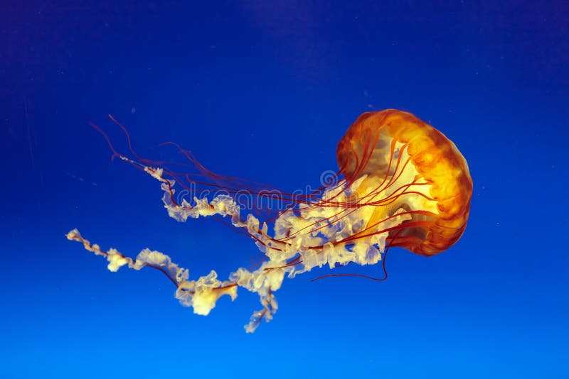 Orange bell jellyfish. In osaka aquarium, Japan Orange bell jellyfish. In osaka aquarium, Japan