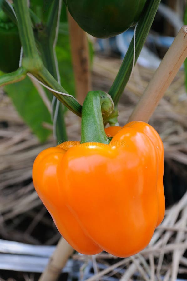 Orange bell pepper growing in the farm