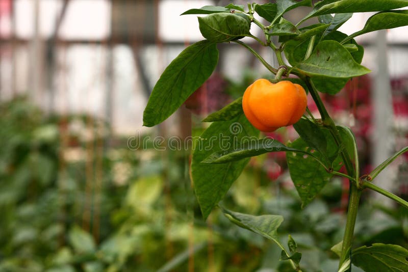 An orange bell pepper planted in a greenhouse