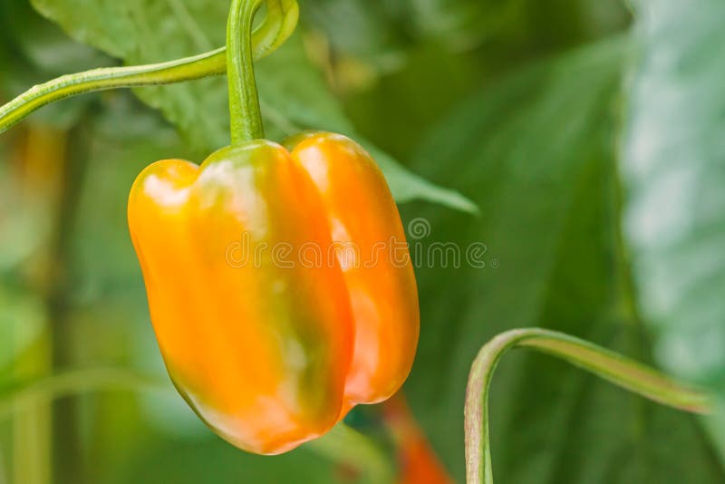 Ripe orange bell pepper in a greenhouse