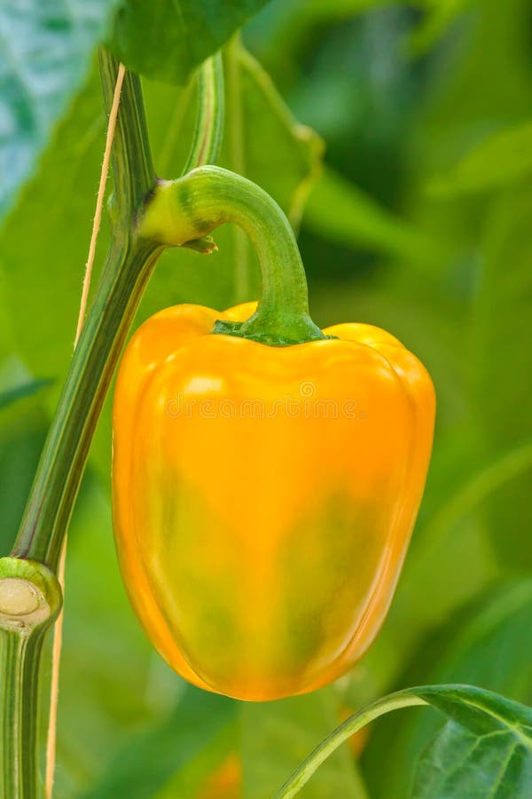 Growth of Bell Pepper Plants Inside a Greenhouse Stock Image Image of