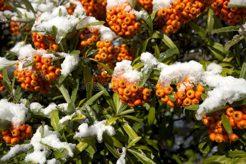Orange Berries In Winter Melting Royalty Free Stock Photos Image