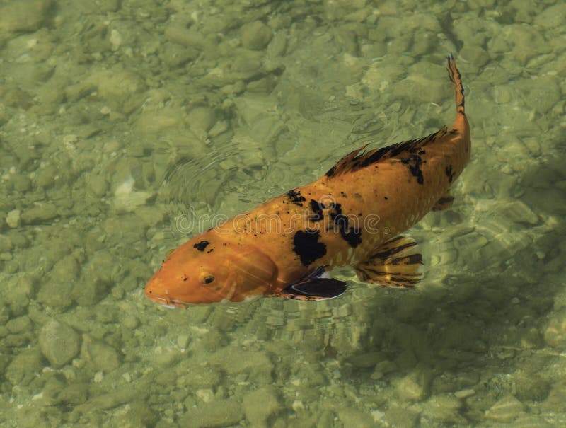 Orange and Black Koi Fish stock image. Image of carp - 49238991