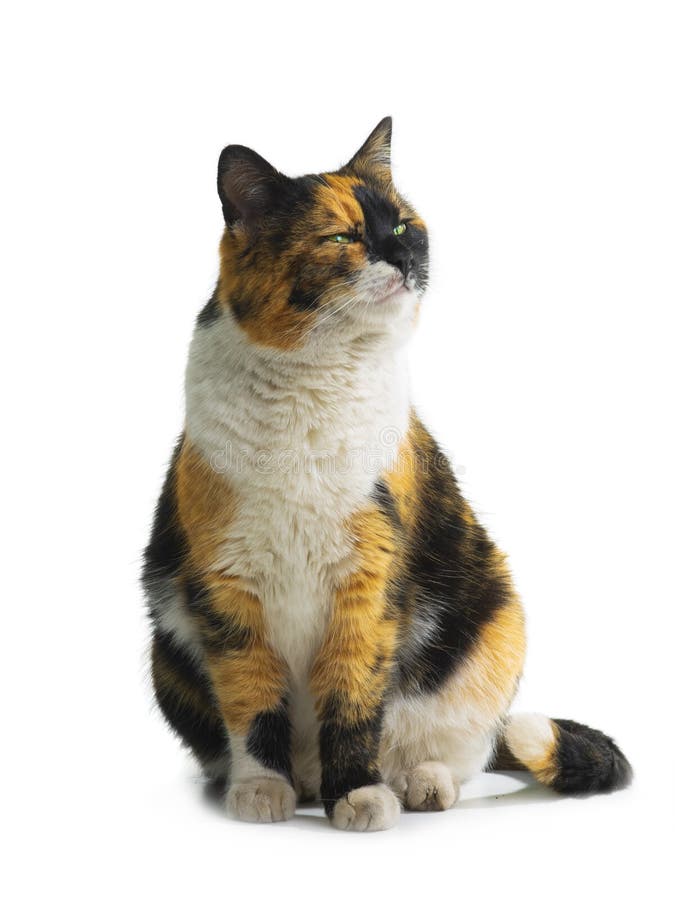 Orange black white cat looking up isolated on white background