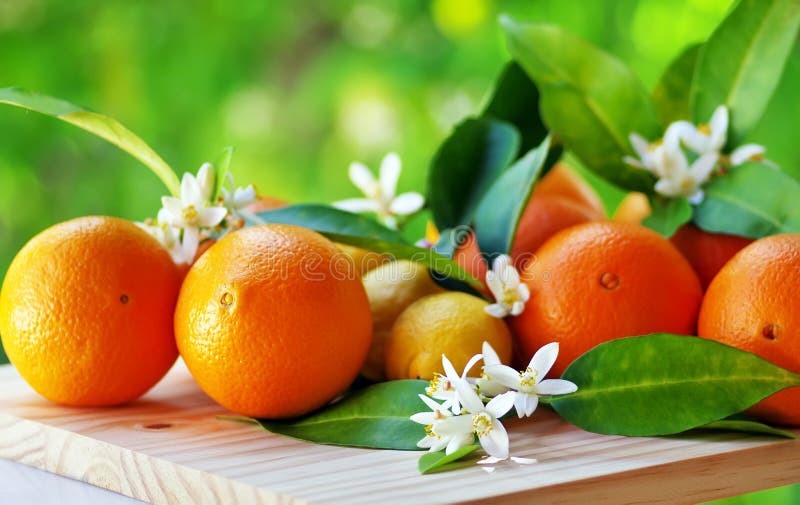 Orange blommafrukter arkivfoton
