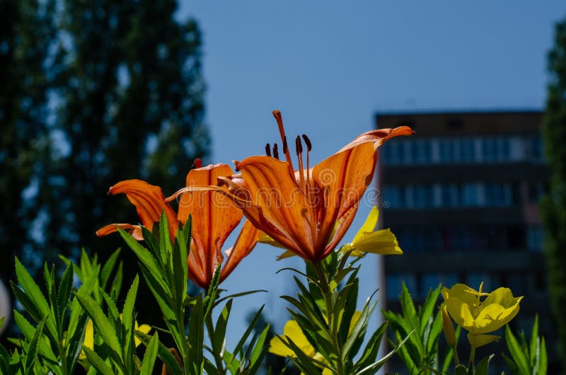Orange blommor på en stadssäng mot bakgrunden av ett höghus Liv i staden royaltyfri fotografi Orange blommor på en stadssäng mot bakgrunden av ett höghus Liv i staden royaltyfri fotografi