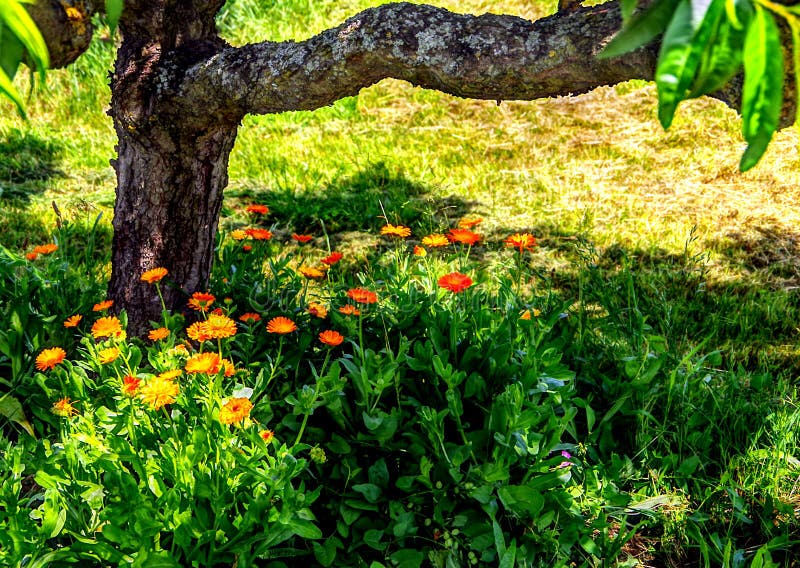 Orange marigolds in the shade of a tree