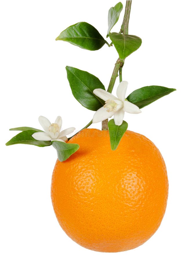 Orange and blossom stock photo. Image of green, ripe 27877118