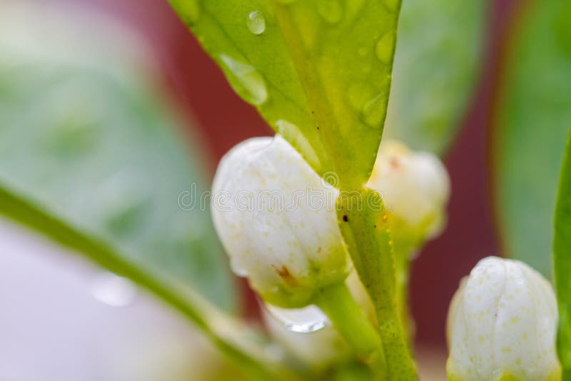 Orange Blossom Flowers in the Rain Stock Photo Image of blossoms