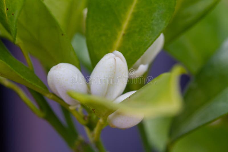 Orange Blossom Flowers in Natural Light Stock Photo Image of country