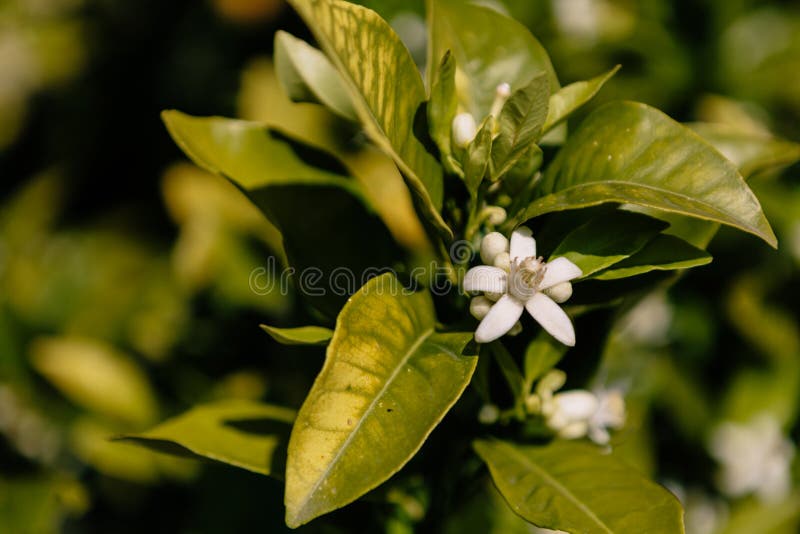 Orange Blossom of the Orange Tree in Its Growth Phase. Tree Native To the Mediterranean Stock