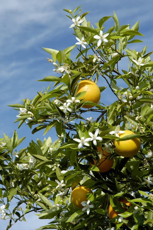 Orange Blossoms 4 stock photo. Image of lemons, citrus 663818
