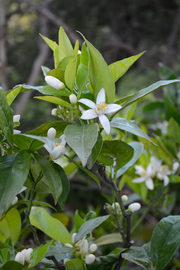 Orange Blossoms Closeup stock photo. Image of blossoms 91926220