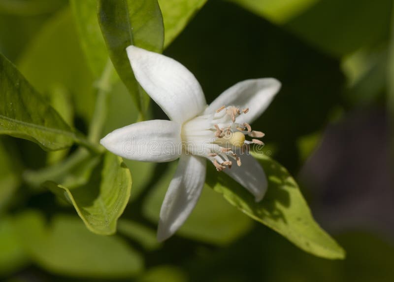 Orange Blossoms 4 stock photo. Image of lemons, citrus 663818
