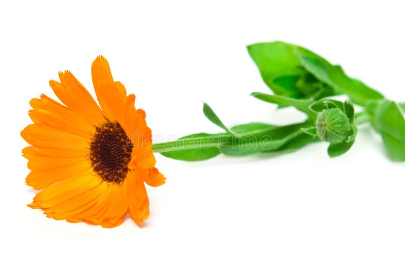 Orangenblüte lizenzfreies stockbild