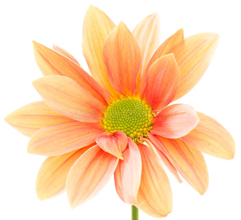 Orange Blume lizenzfreies stockbild Orange Blume lizenzfreies stockbild