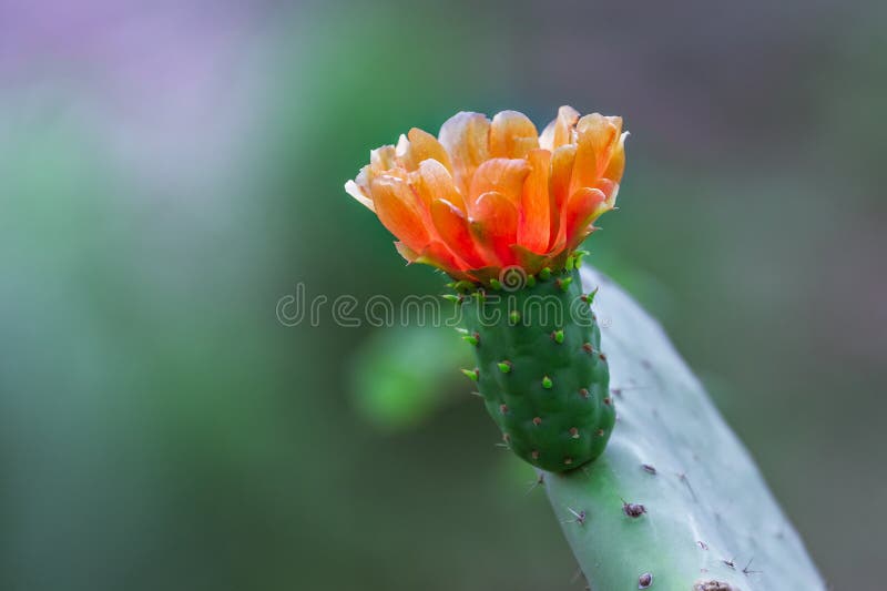 Orange Blume auf Kaktus stockfotografie Orange Blume auf Kaktus stockfotografie