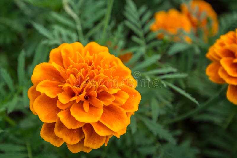 Orange Blume im Garten stockfoto. Bild von frische, nahrung 47718044