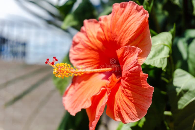 Orange Blume in voller Blüte lizenzfreie stockbilder Orange Blume in voller Blüte lizenzfreie stockbilder