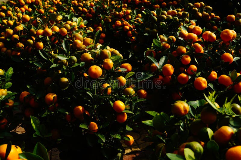 Orange bonsai fotografering för bildbyråer. Bild av festival - 49584641