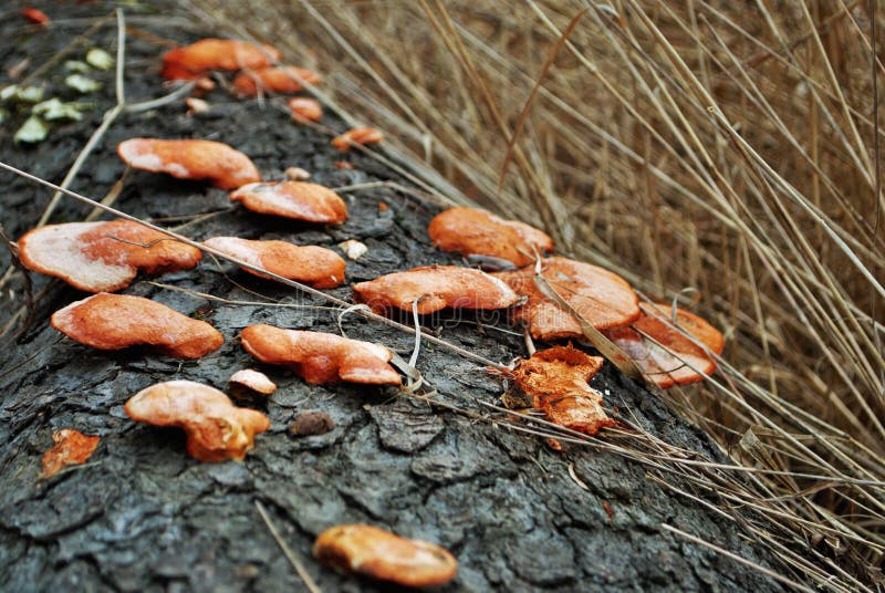 Orange Bracket Fungus Growing on a Fallen Tree in the Woods Stock Image
