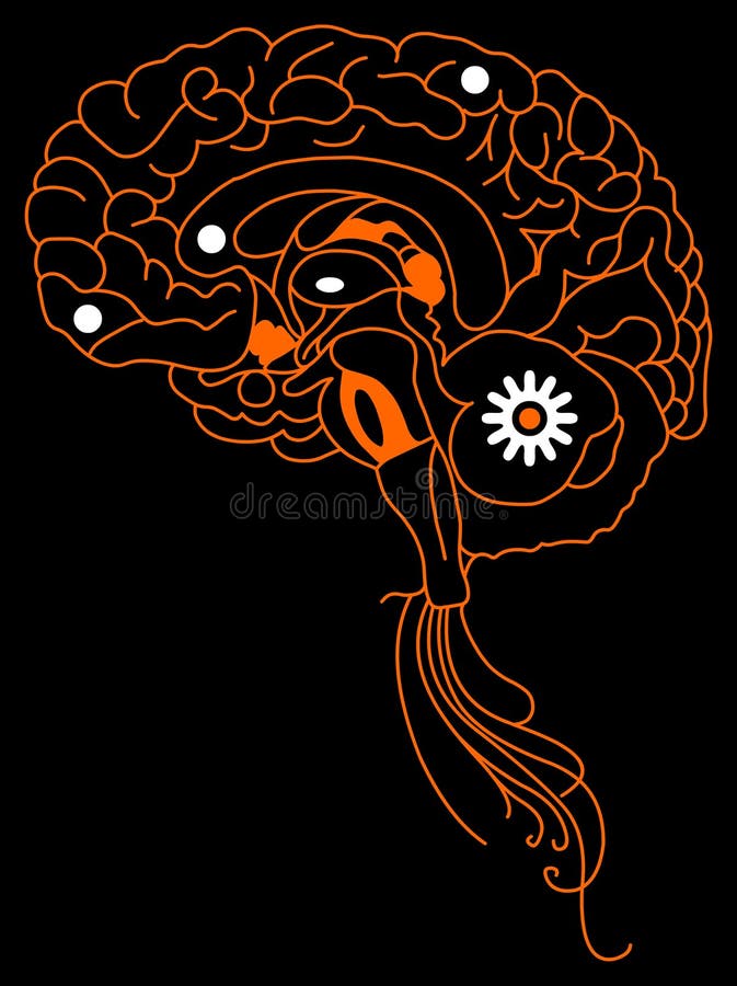 Orange brain stock illustration. Illustration of brain 10863829