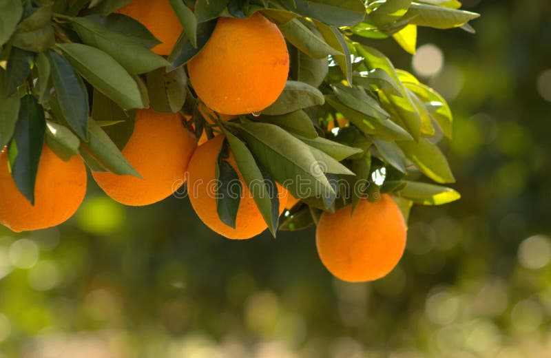 Orange, branch orange tree