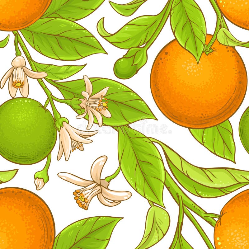Orange Branch Vector Pattern Stock Vector Illustration of fruit