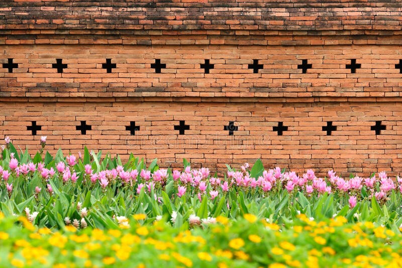 Orange Brick Wall with Flower Garden for Pattern Stock Image Image of