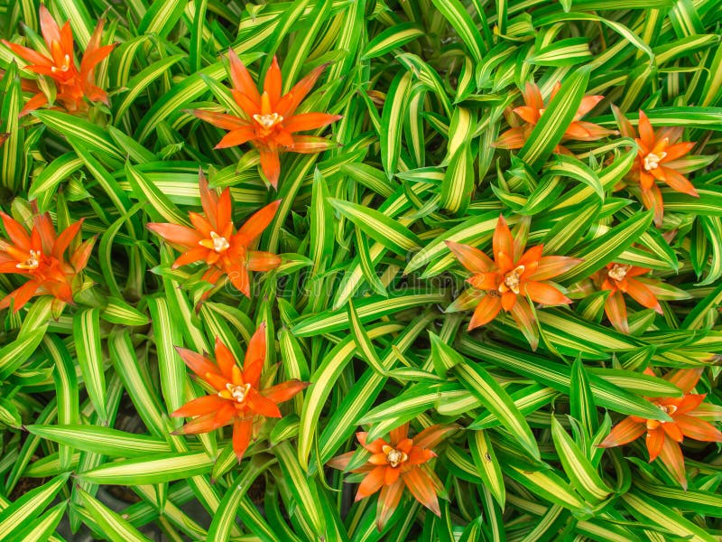 Orange Bromeliad Flowers Blooming Stock Photo - Image of abstract