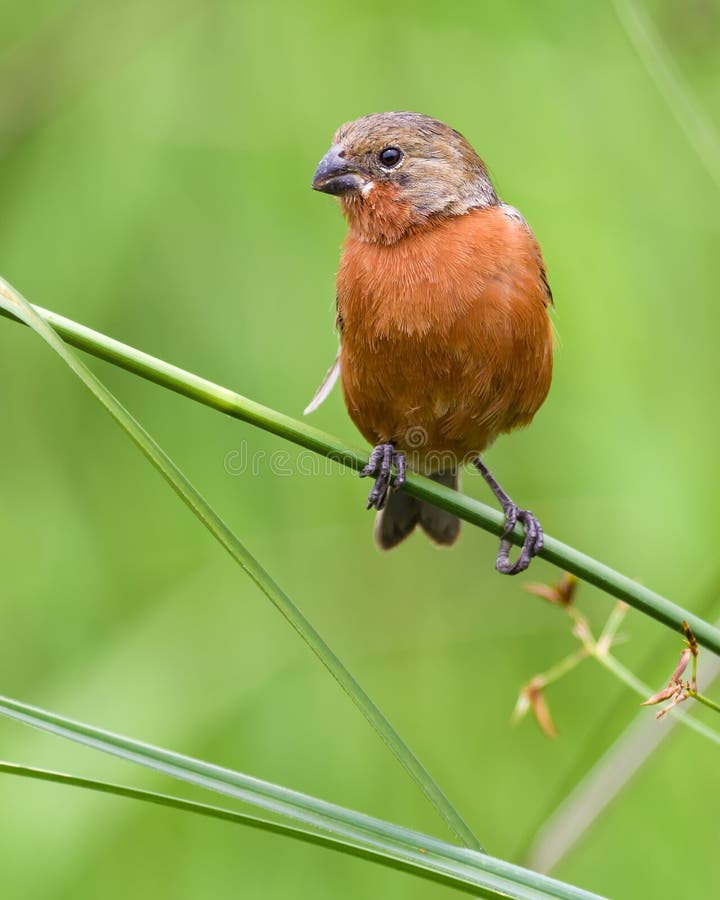 Ruddy-breasted Seedeater perched on a branch