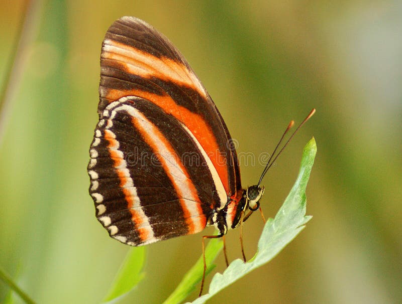 Orange and brown butterfly stock image. Image of butterfly - 5898703