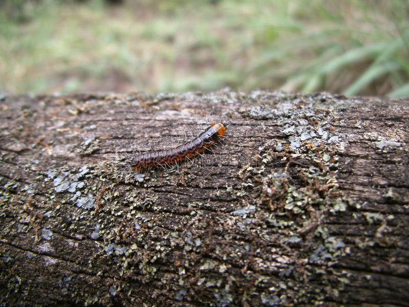 Orangebrown Caterpillar on Tree Trunk in Swaziland Stock Photo Image