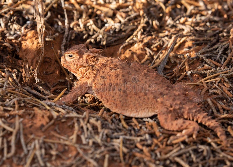 An orange brown color horned lizard among fallen pine twigs in the desert of Southern Utah royalty free stock photo An orange brown color horned lizard among fallen pine twigs in the desert of Southern Utah royalty free stock photo