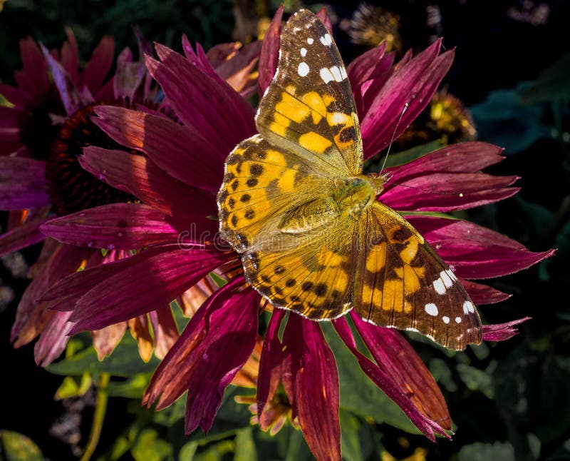 Painted lady butterfly on a flower stock image Painted lady butterfly on a flower stock image