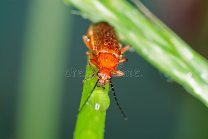 An orange bug in its natural environment