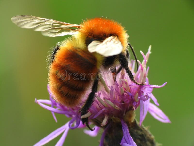 Orange bumblebee stock photo. Image of orange, magnificent - 124633130