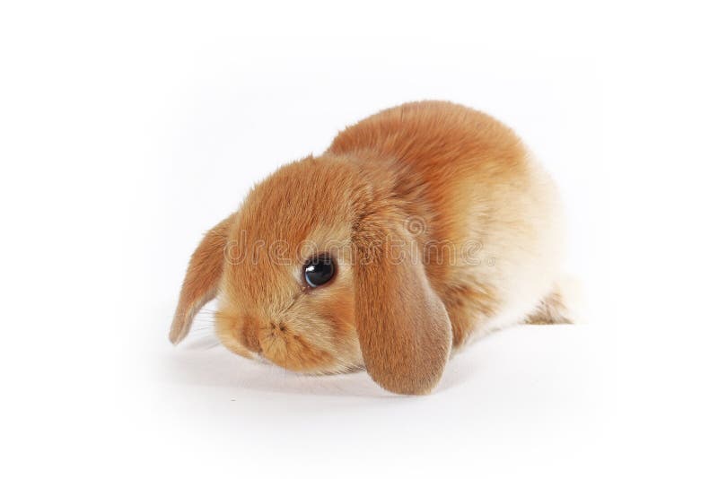 dwarf teddy rabbit