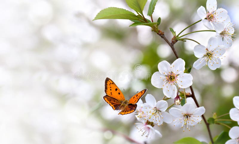 Orange butterfly with black dots scarce copper  Lycaena virgaureae  on flowers cherry tree in a spring day