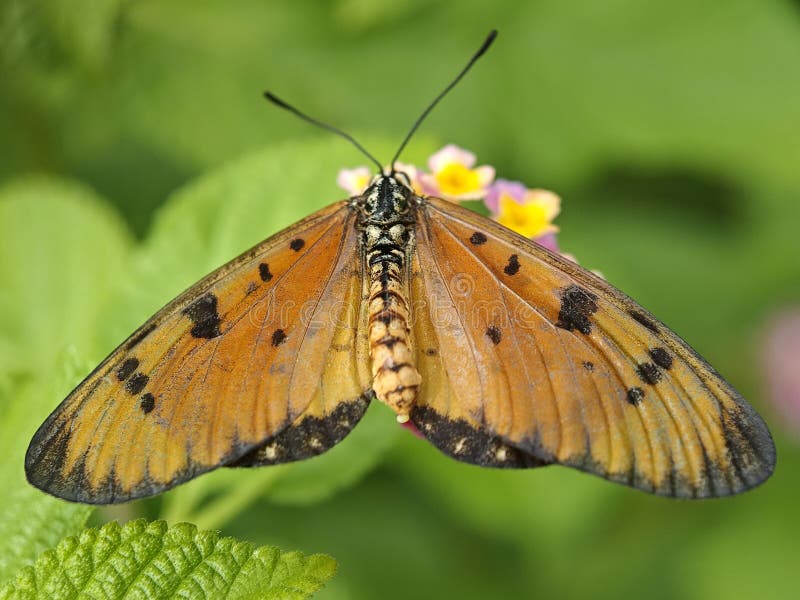 Orange butterfly with black spots stock images